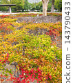 住宅區內秋季公園景色，種植黃葉吊鐘花。 143790433