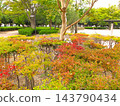住宅區內秋季公園景色，種植黃葉吊鐘花。 143790434