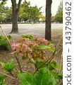 秋日清晨，公園裡繡球花凋零的景象。 143790462