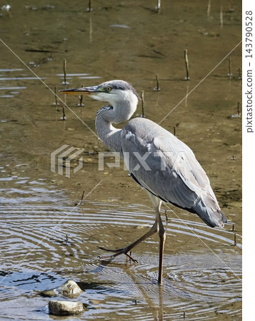 蒼鷺瞄準獵物 蒼鷺瞄準獵物 143790528
