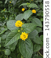 Yellow lantana flowers blooming by the roadside 143790558