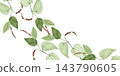 Hand painted watercolor botanical frame featuring Cambodian Kampot pepper vines with lush green foliage and colorful peppercorn clusters on a white background. Elegant tropical design with copy space 143790605