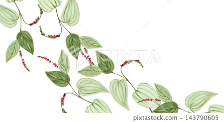 Hand painted watercolor botanical frame featuring Cambodian Kampot pepper vines with lush green foliage and colorful peppercorn clusters on a white background. Elegant tropical design with copy space 143790605