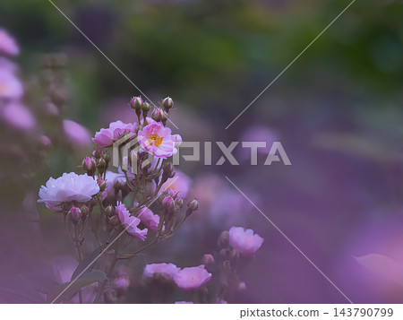 白色和粉紅色的玫瑰花朵 143790799