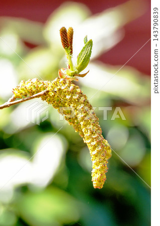 日本榿木的花（上：雌花；下：雄花） 143790839