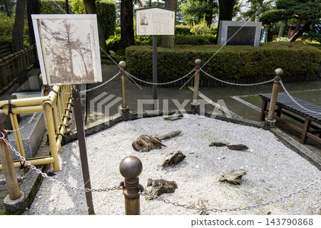 東京都中野區沼袋一丁目 中野沼袋冰河神社 道觀杉遺址（與太田道觀有關） 143790868