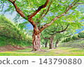 在北海道五稜郭公園，一棵染井吉野櫻花樹的樹幹表面有增厚且凸起的垂直脊，支撐著樹木並使其能夠長出粗壯的枝幹。 143790880