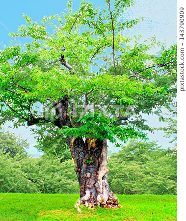 在北海道五稜郭公園,一棵染井吉野櫻花樹的樹幹表面有增厚且凸起的垂直脊,支撐著樹木並使其能夠長出粗壯的枝幹。 在北海道五稜郭公園,一棵染井吉野櫻花樹的樹幹表面有增厚且凸起的垂直脊,支撐著樹木並使其能夠長出粗壯的枝幹。 143790909