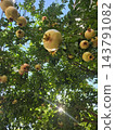 Pomegranates laden with fruit and the autumn sunshine 143791082