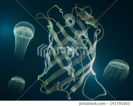 透明的綠色螢光蛋白(GFP)帶狀模型和海洋中中心帶有發光髮色團的水母 - 3DCG 透明的綠色螢光蛋白(GFP)帶狀模型和海洋中中心帶有發光髮色團的水母 - 3DCG 143791083