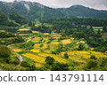 The terraced rice fields of Hoshitoge, nearing harvest time [Tokamachi City] 143791114