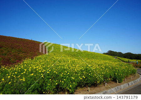 黃花波斯菊和地膚 黃花波斯菊和地膚 143791179