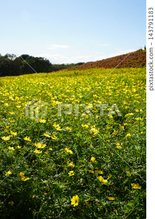 黃花波斯菊和地膚 黃花波斯菊和地膚 143791183