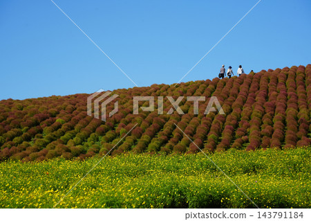 黃花波斯菊和地膚 黃花波斯菊和地膚 143791184