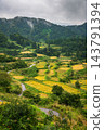The terraced rice fields of Hoshitoge, nearing harvest time [Tokamachi City] 143791394