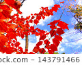 秋色的紅葉 143791466