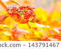 Garb的紅色水果 143791467