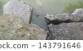 Turtles and koi swimming in the shade of rocks in the pond 143791646