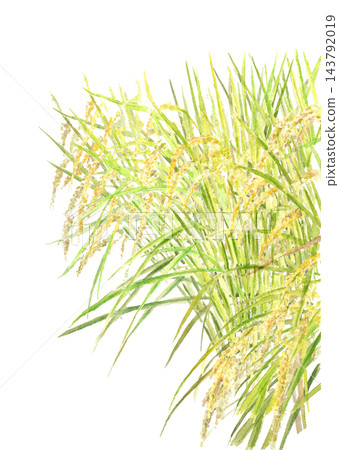 Hand-drawn illustration of rice stalks bowing their heads as harvest approaches. White background, cutout, with space for copying. Hand-drawn illustration of rice stalks bowing their heads as harvest approaches. White background, cutout, with space for copying. 143792019