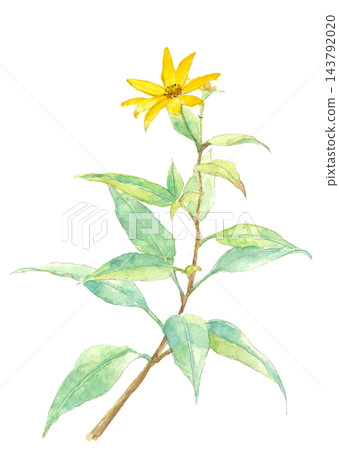 Watercolor illustration of yellow Jerusalem artichoke flowers [Hand-drawn] White background, cutout, with copy space 143792020
