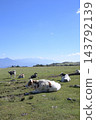 Several cows grazing under a blue sky. 143792139