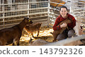 Cheerful woman playing with goatlings in petting zoo stall 143792326