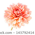 Orange Dahlia Flower Isolated on White Background. Petal bud pompon 143792414