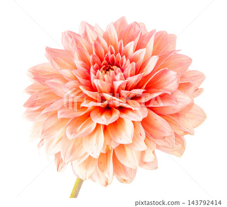 Orange Dahlia Flower Isolated on White Background. Petal bud pompon Orange Dahlia Flower Isolated on White Background. Petal bud pompon 143792414