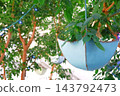 Foliage plant  143792473