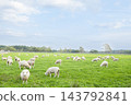 Sheep grazing (image representing the Year of the Sheep in the Chinese zodiac) 143792841