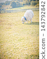 Sheep grazing (image representing the Year of the Sheep in the Chinese zodiac) 143792842