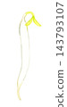 Mung bean sprouts (single item) - Hand-drawn watercolor illustration material 143793107