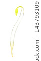 Mung bean sprouts (single item) - Hand-drawn watercolor illustration material 143793109