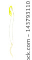 Mung bean sprouts (single item) - Hand-drawn watercolor illustration material 143793110
