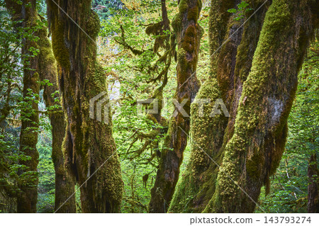Moss Covered Trees and Lush Greenery in Dense Temperate Rainforest Moss Covered Trees and Lush Greenery in Dense Temperate Rainforest 143793274