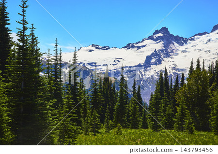 Mount Rainier Sunrise Region Evergreen Forest and Snow Covered Peak Under Blue Sky Mount Rainier Sunrise Region Evergreen Forest and Snow Covered Peak Under Blue Sky 143793456