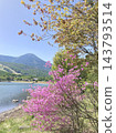 Rhododendrons blooming on the shores of Lake Megami in early summer, with Mount Tateshina standing out against the blue sky. 143793514