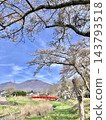 Mount Asama as seen through the cherry blossom branches, and the vermilion Nagakura Bridge on the approach to Nagakura Shrine over the Yukawa River in Karuizawa. 143793518