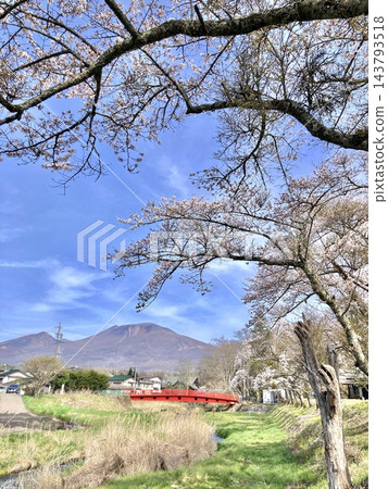 透過櫻花枝葉可以看到淺間山,以及通往輕井澤長倉神社的朱紅色長倉橋,它橫跨湯川。 透過櫻花枝葉可以看到淺間山,以及通往輕井澤長倉神社的朱紅色長倉橋,它橫跨湯川。 143793518
