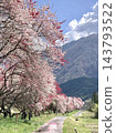 The fully bloomed peach blossom trees lining the streets of Okusa Village, the single road through the green meadows, and the scenery of the mountains of the Kiso Valley. 143793522