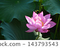 Lotus flower (Misato-cho, Saitama Prefecture) 143793543