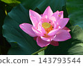 Lotus flower (Misato-cho, Saitama Prefecture) 143793544