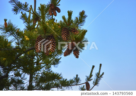 Pinecone Cluster and Green Pine Needles Against Clear Blue Sky Nature Detail 143793560