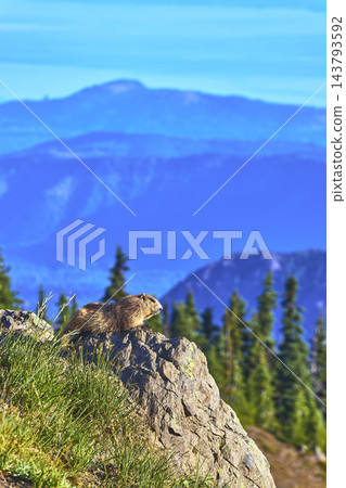 Olympic Marmot on Rocky Outcrop with Evergreen Forest and Distant Blue Mountains Olympic Marmot on Rocky Outcrop with Evergreen Forest and Distant Blue Mountains 143793592