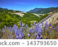 Wildflowers and Lush Green Hills with Mountain Views on Hummocks Trail in Vibrant Summer 143793650