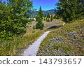 Hiking Trail with Wildflowers and Evergreen Trees in Lush Summer Landscape 143793657