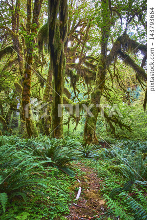 Lush Moss Covered Trees and Ferns Along Rainforest Trail in Vibrant Woodland 143793664
