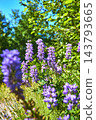 Wildflowers Lupine Blossoms and Lush Greenery Under Blue Sky on Hummocks Trail 143793665