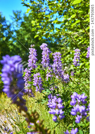 Wildflowers Lupine Blossoms and Lush Greenery Under Blue Sky on Hummocks Trail Wildflowers Lupine Blossoms and Lush Greenery Under Blue Sky on Hummocks Trail 143793665