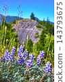 Wildflowers and Lupines in Bloom Along Hummocks Trail with Volcanic Landscape 143793675